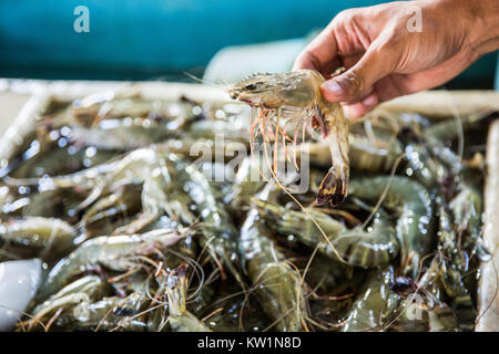 Pacific white Shrimps Stockfoto