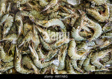 Pacific white Shrimps Stockfoto