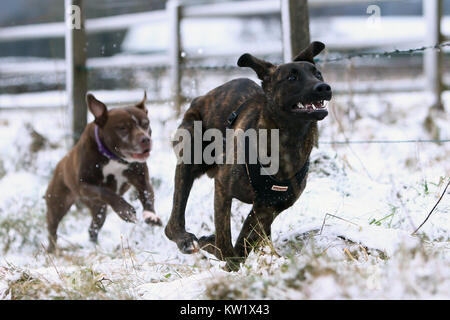 Winter schnee Szenen um Birch Vale, High Peak, Großbritannien Stockfoto