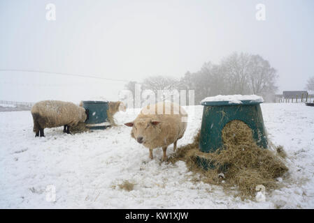 Schafe auf Heu an der Spitze der alten Pool Bank in schweren Schnee otley Yorkshire uk Credit: Paul ridsdale/Alamy leben Nachrichten Stockfoto