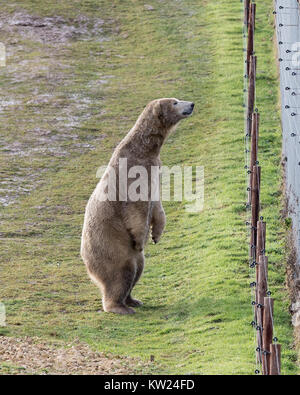 Doncaster, South Yorkshire, UK. Samstag 30. Dezember 2017. Ein Eisbär Spaziergänge rund um sein Gehäuse bei kaltem Wetter an der Yorkshire Wildlife Park in Doncaster, South Yorkshire. Credit: James Wilson/Alamy leben Nachrichten Stockfoto