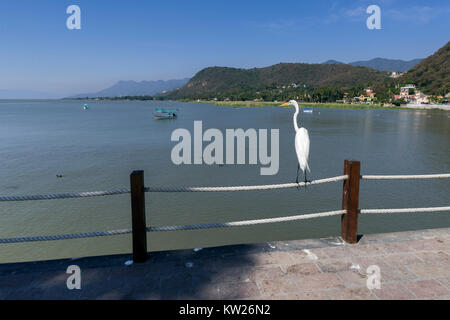 Riesige Reiher (Ardea alba) mit Blick über den Lago de Chapala vom Malecon, Chapala, Mexiko Stockfoto