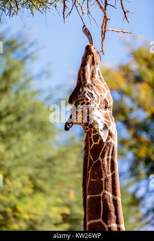 Eine Giraffe erreicht mit seiner Zunge für das Blatt gerade aus zu erreichen. Reid Park Zoo in Tucson, Arizona. Stockfoto