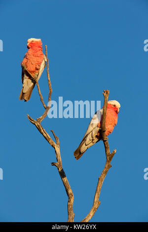 Galahs (Eolophus roseicapilla) hocken bei Sonnenuntergang. Entwood Heiligtum. Sandleton. Murraylands. South Australia. Australien. Stockfoto