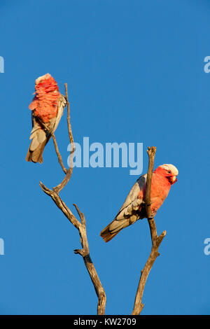 Galahs (Eolophus roseicapilla) hocken bei Sonnenuntergang. Entwood Heiligtum. Sandleton. Murraylands. South Australia. Australien. Stockfoto