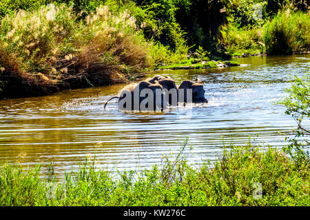 Elefanten spielen in der Ga-Selati River, einem Nebenfluss des Olifants River, in der Nähe der Stadt Phalaborwa in Kruger Nationalpark in Südafrika Stockfoto