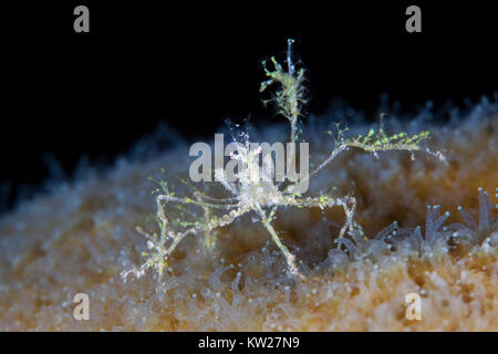 Stachelige Seespinne (Achaeus Spinosus) tragen weiche Korallenpolypen Stockfoto