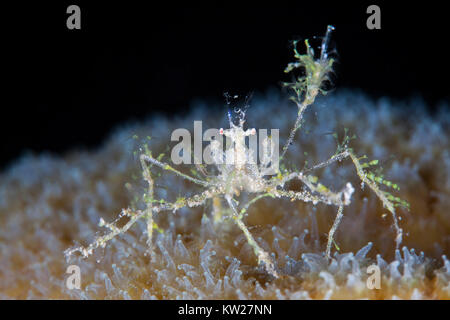 Stachelige Seespinne (Achaeus Spinosus) tragen weiche Korallenpolypen Stockfoto