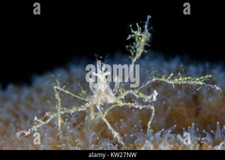 Stachelige Seespinne (Achaeus Spinosus) tragen weiche Korallenpolypen Stockfoto