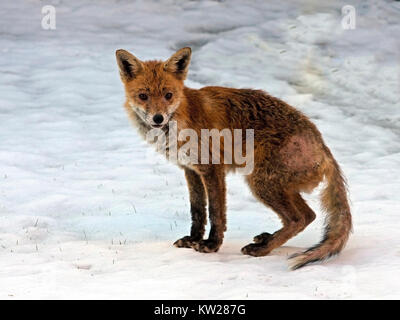 Roter Fuchs im Schnee Stockfoto