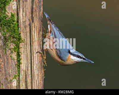 Eurasische Kleiber auf Baumstamm Stockfoto