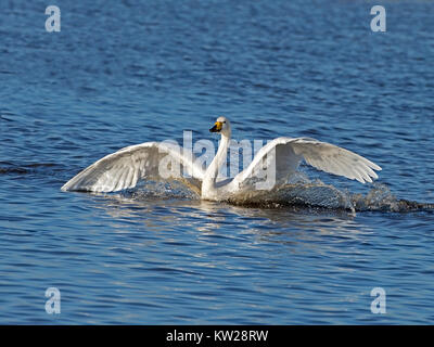 Singschwan, Landung Stockfoto