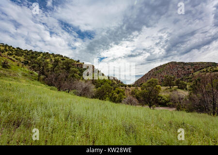 Reichlich Monsunregen erstellt eine reiche Teppich Grün in Sycamore Canyon in den fernen südlichen Arizona. Stockfoto