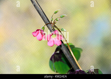 Rosa vier Blätter Klee Blumen, grünen Blätter Kleeblatt, lucky Symbol schließen. Stockfoto