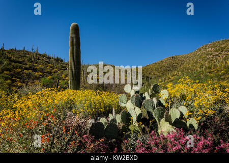 Sonora-Wüste Hänge explodieren mit bunten Wildblumen. Stockfoto