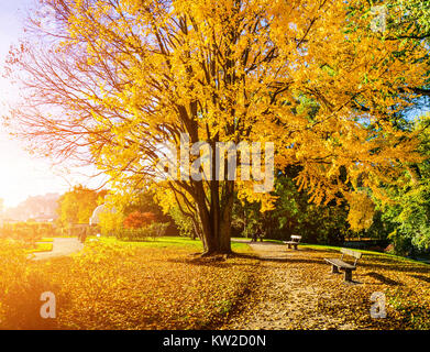 Schönen Herbst Szene im Park im goldenen Licht am Morgen bei Sonnenaufgang, Salzburg, Österreich Stockfoto