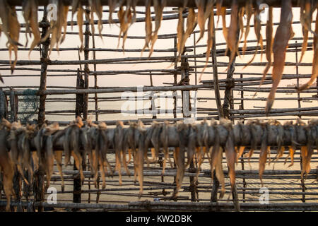 Unverkaufter Fisch weggelassen, in der Sonne zu trocknen, da es für das Essen in der monsune beim Fischfang eingeschränkt oder verhindert wird zu bewahren. Stockfoto