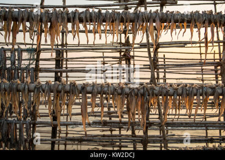 Unverkaufter Fisch weggelassen, in der Sonne zu trocknen, da es für das Essen in der monsune beim Fischfang eingeschränkt oder verhindert wird zu bewahren. Stockfoto