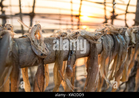 Unverkaufter Fisch weggelassen, in der Sonne zu trocknen, da es für das Essen in der monsune beim Fischfang eingeschränkt oder verhindert wird zu bewahren. Stockfoto