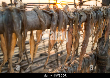 Unverkaufter Fisch weggelassen, in der Sonne zu trocknen, da es für das Essen in der monsune beim Fischfang eingeschränkt oder verhindert wird zu bewahren. Stockfoto