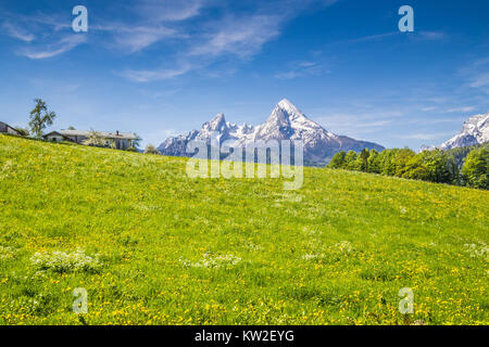 Idyllische Landschaft in den Alpen mit frischen grünen Wiesen und blühenden Blumen und schneebedeckten Bergspitzen im Hintergrund, Nationalpark Berchtesgaden Stockfoto