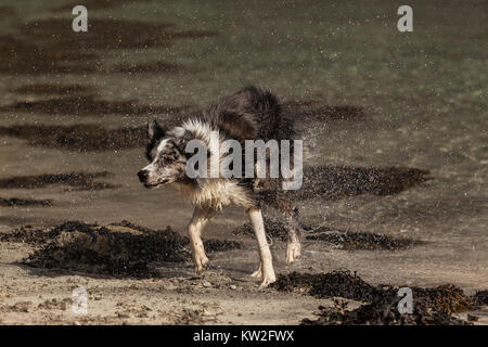 Border Collie spielen am Strand. Stockfoto