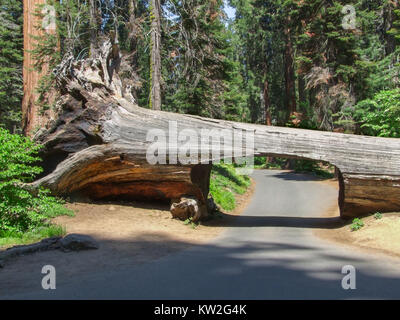 Tunnel Baum an der Sequoia und Kings Canyon Nationalparks in Kalifornien, USA Stockfoto