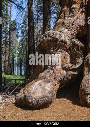 Landschaft am Sequoia und Kings Canyon Nationalpark Sequoia Baum closeup in Kalifornien, USA Stockfoto