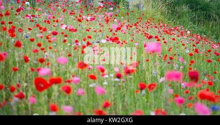 In der Nähe von Island Mohnblumen Feld Stockfoto