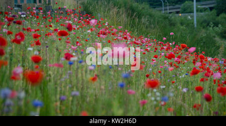 In der Nähe von Island Mohnblumen Feld Stockfoto