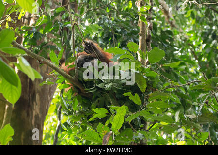 Wild und kritisch bedrohte Sumatra Orang-Utans (Pongo abelii) im Gunung Leuser National Park im Norden von Sumatra, Indonesien. Stockfoto