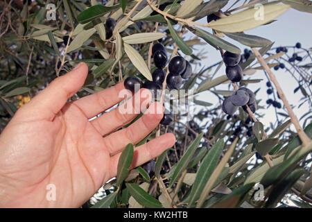 Olivenernte Tage, mnnliche Hand unter Olivenbaum in Italien  Stockfotografie - Alamy