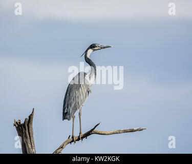 Ein Black-headed Heron, stehend auf einem toten Baum Stockfoto