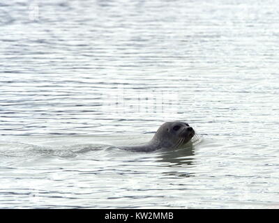 Ringelrobbe Schwimmen im offenen Wasser, Svalbard Stockfoto