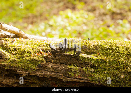 Schwarze Pilze Parasiten Xylaria polymorpha auf umgefallene Baum. Der tote Mann finger Pilze, saprobic Pilz mit grünem Moos Stockfoto