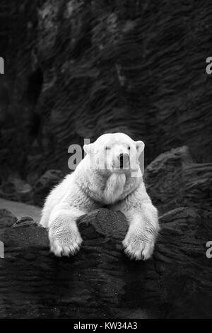 Weißer Bär auf den Felsen, liegender Eisbär auf einem Felsen gelegen Stockfoto