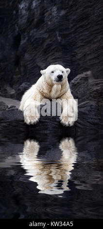 Weißer Bär auf den Felsen, liegender Eisbär auf einem Felsen gelegen, im Wasser spiegelt Stockfoto