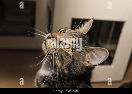 Schöne tabby Katze, zu Hause zu sitzen, etwas mit Grün gelbe Augen lange Schnurrhaare weiche Beleuchtung schlagen auf seinem Gesicht starrte. Stockfoto