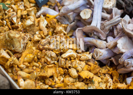 Nahaufnahme der verschiedenen Arten von Waldpilzen Stockfoto