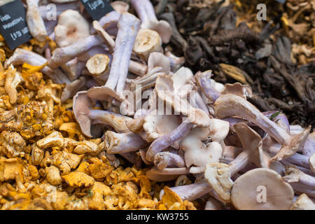 Nahaufnahme der verschiedenen Arten von Waldpilzen Stockfoto