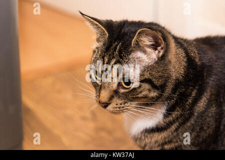 Eine Nahaufnahme von der Seite eines tabby Katze mit weißer Brust und Stripy Gesicht. es zu Hause ist und entspannt ist. Stockfoto