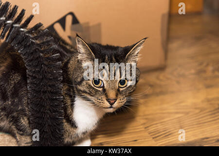 Eine Tabby-katze durch einen Kratzbaum Katzenspielzeug ruhen, zur Seite, die mit einem vollen Gesichtsaufnahme. Es ist im warmen Zuhause. Stockfoto