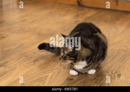 Ein tabby Katze sitzt auf Holz Bodenbeläge im warmen Zuhause. Es liegt in einem Jagd Position mit seinen Pfoten und Schwanz auf Anzeigen/Suchen an der Seite. Stockfoto