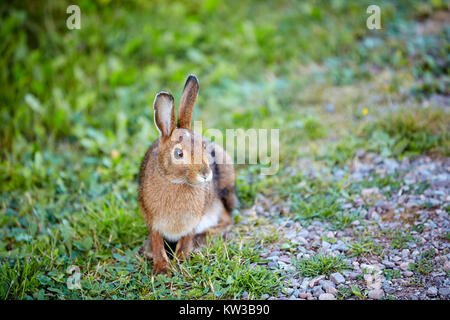 Östlichen Cottontail (Sylvilagus Floridanus), Cape Chignecto Provincial Park, Nova Scotia, Kanada Stockfoto