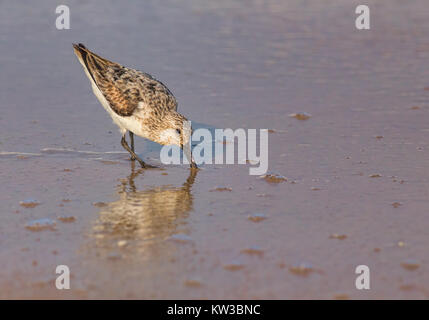 Ein Western Sandpiper am Strand im Wasser. Der wissenschaftliche Name dieses Vogels ist calidris oder Erolia mauri. Stockfoto