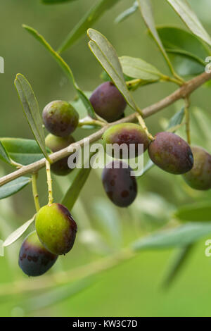 Die Oliven wachsen auf einen Olivenbaum in der Region Toskana in Italien. Stockfoto