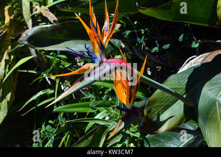 Single Strelizia reginae (Bird Of Paradise) Blüte in den Klostergärten, Tresco Insel, Isles of Scilly, Cornwall, Großbritannien angebaut Stockfoto