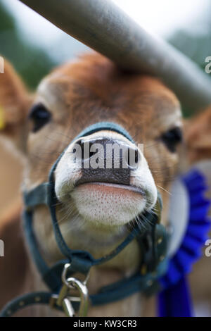 Jersey Kuh an landwirtschaftliche zeigen GROSSBRITANNIEN Stockfoto