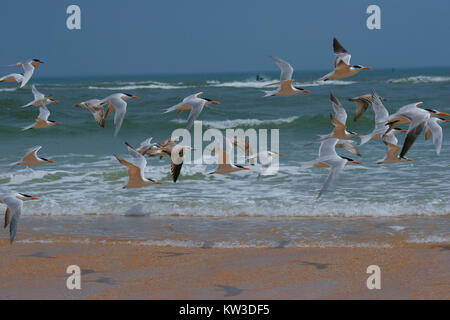 Ein grosser Schwarm Vögel hochfliegende über Florida Beach Stockfoto