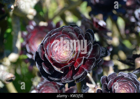 Lila (Aeonium arboreum Atropurpureum) in den Klostergärten, Tresco Insel, Isles of Scilly, Cornwall, Großbritannien angebaut Stockfoto